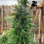 Big Yeti Feminized Marijuana Strain by Seed Stockers For Sale Online at Cannabis Seeds Outlet