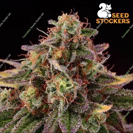 Tropical Zmoothie Auto Feminized Marijuana Strain by Seed Stockers For Sale Online at Cannabis Seeds Outlet