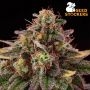 Tropical Zmoothie Auto Feminized Marijuana Strain by Seed Stockers For Sale Online at Cannabis Seeds Outlet