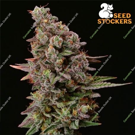 Terp Tonic Auto Feminized Marijuana Strain by Seed Stockers For Sale Online at Cannabis Seeds Outlet