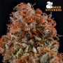 Seed Stockers Amaretto Tarmac Auto Smoke Buds Weed Ganja Skunk Dope Pot Images Pics Nuggets