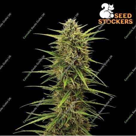 Black Rainbow Auto Feminized Marijuana Strain by Seed Stockers For Sale Online at Cannabis Seeds Outlet