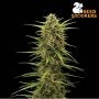 Black Rainbow Auto Feminized Marijuana Strain by Seed Stockers For Sale Online at Cannabis Seeds Outlet