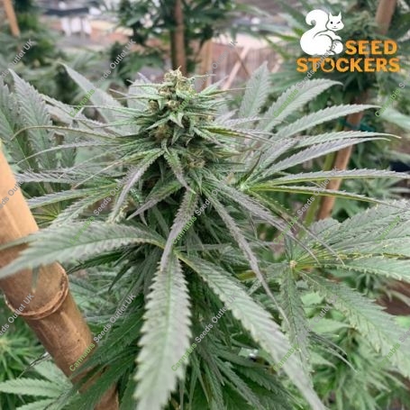 Zmakdaun Feminized Marijuana Strain by Seed Stockers For Sale Online at Cannabis Seeds Outlet