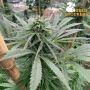 Zmakdaun Feminized Marijuana Strain by Seed Stockers For Sale Online at Cannabis Seeds Outlet