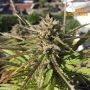 Seed Stockers Zmakdaun Smoke Buds Weed Ganja Skunk Dope Pot Images Pics Nuggets