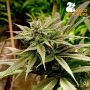 Zmakdaun Feminized by Seed Stockers THC Content Potency Strength CBD Height Yield Flowering Time Indica Sativa Genetics