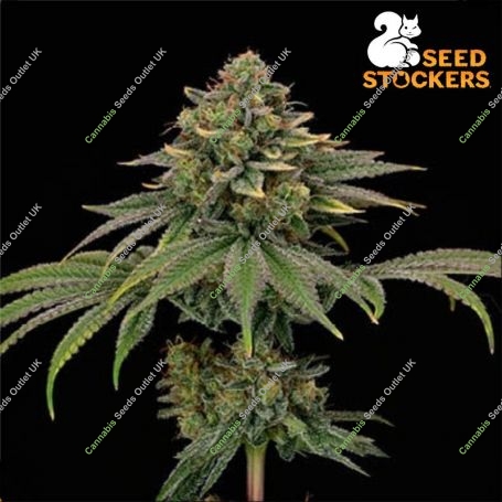 Tropical Zmoothie Feminized Marijuana Strain by Seed Stockers For Sale Online at Cannabis Seeds Outlet