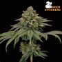 Tropical Zmoothie Feminized Marijuana Strain by Seed Stockers For Sale Online at Cannabis Seeds Outlet