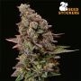 Terp Tonic Feminized Marijuana Strain by Seed Stockers For Sale Online at Cannabis Seeds Outlet
