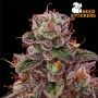 Seed Stockers Terp Tonic Smoke Buds Weed Ganja Skunk Dope Pot Images Pics Nuggets