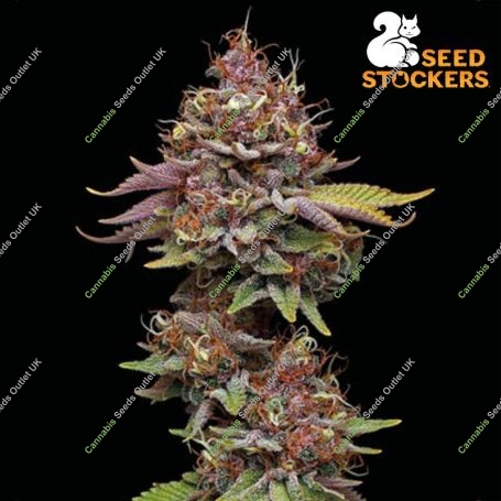 Amaretto Tarmac Feminized Marijuana Strain by Seed Stockers For Sale Online at Cannabis Seeds Outlet