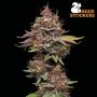 Amaretto Tarmac Feminized Marijuana Strain by Seed Stockers For Sale Online at Cannabis Seeds Outlet