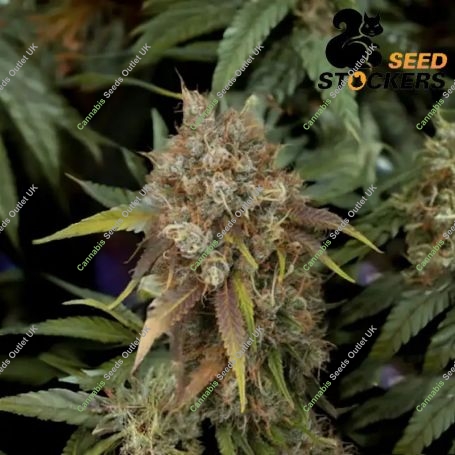 Black Rainbow Feminized Marijuana Strain by Seed Stockers For Sale Online at Cannabis Seeds Outlet