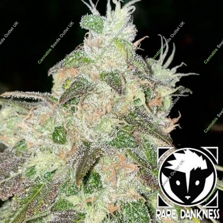 Rare Dankness Cannabis Strain Strawberry Jacuzzi Feminized Marijuana Seeds Original Collector Souvenir Authentic Packaging Packs