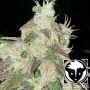 Rare Dankness Cannabis Strain Strawberry Jacuzzi Feminized Marijuana Seeds Original Collector Souvenir Authentic Packaging Packs