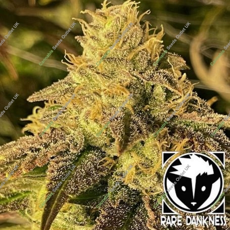 Coco Nibbles Feminized Marijuana Strain by Rare Dankness For Sale Online at Cannabis Seeds Outlet