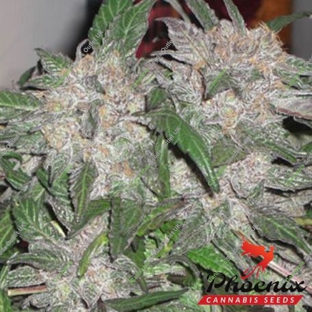 UK Cheesy Express Auto Marijuana Strain by Phoenix Seeds For Sale Online at Cannabis Seeds Outlet