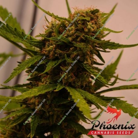 Sweet Tooth Express Auto Marijuana Strain by Phoenix Seeds For Sale Online at Cannabis Seeds Outlet