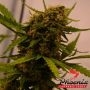 Sweet Tooth Express Auto Marijuana Strain by Phoenix Seeds For Sale Online at Cannabis Seeds Outlet