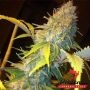 Northern Lights Express Auto Marijuana Strain by Phoenix Seeds For Sale Online at Cannabis Seeds Outlet