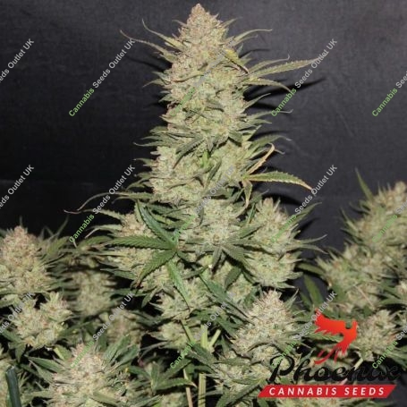 Super Kush Auto Feminized Marijuana Strain by Phoenix Seeds For Sale Online at Cannabis Seeds Outlet