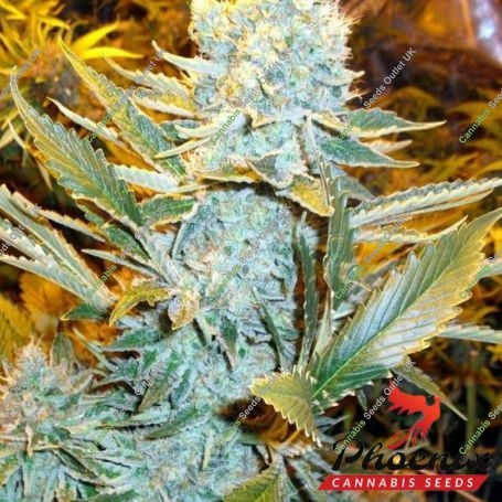 Haze Express Auto Feminized Marijuana Strain by Phoenix Seeds For Sale Online at Cannabis Seeds Outlet