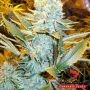 Haze Express Auto Feminized Marijuana Strain by Phoenix Seeds For Sale Online at Cannabis Seeds Outlet
