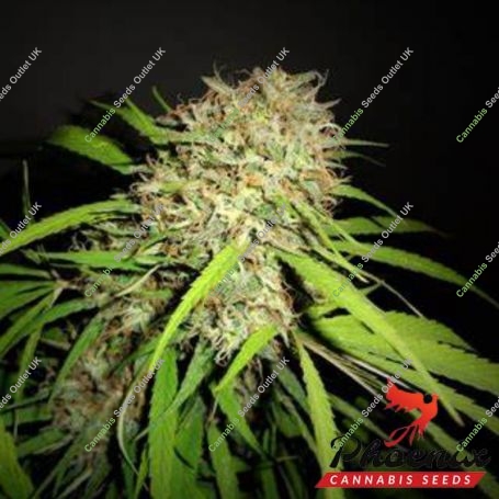 Original Skunk Express Auto Marijuana Strain by Phoenix Seeds For Sale Online at Cannabis Seeds Outlet