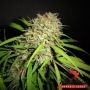 Original Skunk Express Auto Marijuana Strain by Phoenix Seeds For Sale Online at Cannabis Seeds Outlet