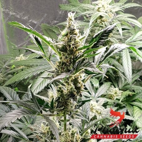 Good Shit Auto Feminized Marijuana Strain by Phoenix Seeds For Sale Online at Cannabis Seeds Outlet