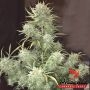 Strong Stuff Auto Feminized Marijuana Strain by Phoenix Seeds For Sale Online at Cannabis Seeds Outlet
