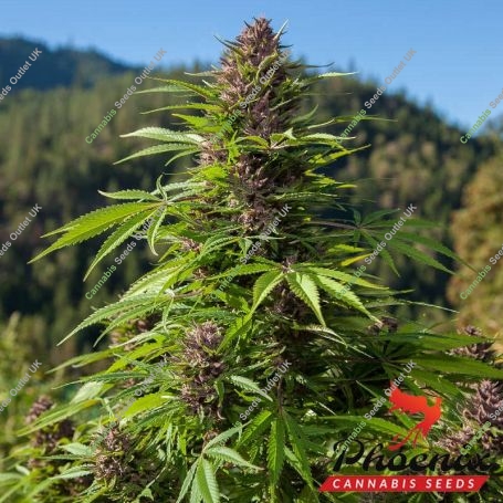 Outdoor UK Auto Feminized Marijuana Strain by Phoenix Seeds For Sale Online at Cannabis Seeds Outlet