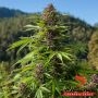 Outdoor UK Auto Feminized Marijuana Strain by Phoenix Seeds For Sale Online at Cannabis Seeds Outlet
