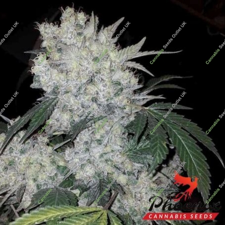 White Widow Feminized Marijuana Strain by Phoenix Seeds For Sale Online at Cannabis Seeds Outlet