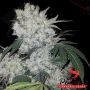 White Widow Feminized Marijuana Strain by Phoenix Seeds For Sale Online at Cannabis Seeds Outlet