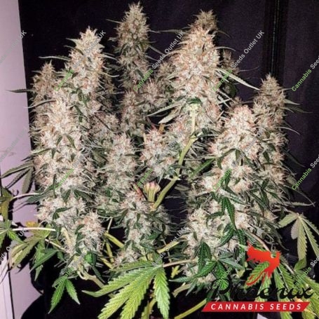 Phoenix Seeds Cannabis Strain CBD Auto Feminized Marijuana Seeds Original Collector Souvenir Authentic Packaging Packs