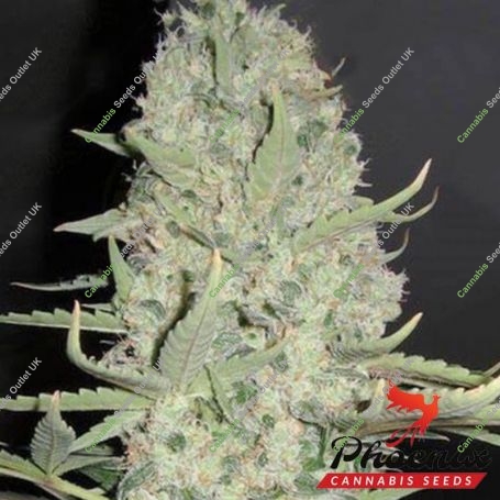 Big Yield Auto Feminized Marijuana Strain by Phoenix Seeds For Sale Online at Cannabis Seeds Outlet