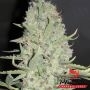 Big Yield Auto Feminized Marijuana Strain by Phoenix Seeds For Sale Online at Cannabis Seeds Outlet