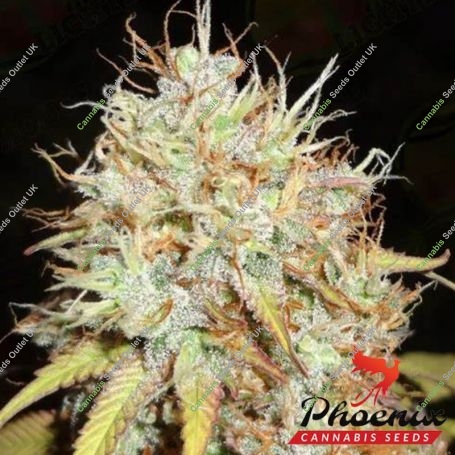 Amnesia Express Auto Feminized Marijuana Strain by Phoenix Seeds For Sale Online at Cannabis Seeds Outlet