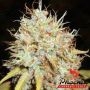 Amnesia Express Auto Feminized Marijuana Strain by Phoenix Seeds For Sale Online at Cannabis Seeds Outlet