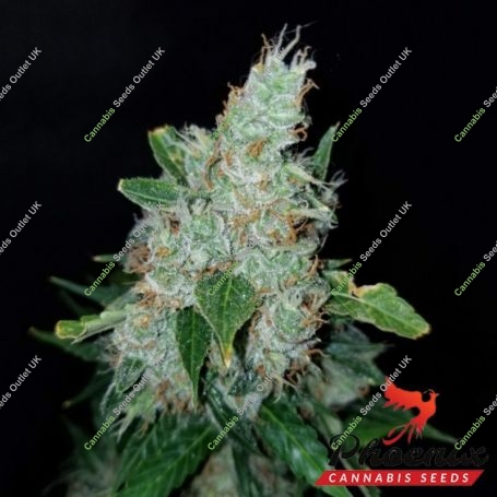 AK27 Express Auto Feminized Marijuana Strain by Phoenix Seeds For Sale Online at Cannabis Seeds Outlet