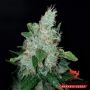 AK27 Express Auto Feminized Marijuana Strain by Phoenix Seeds For Sale Online at Cannabis Seeds Outlet