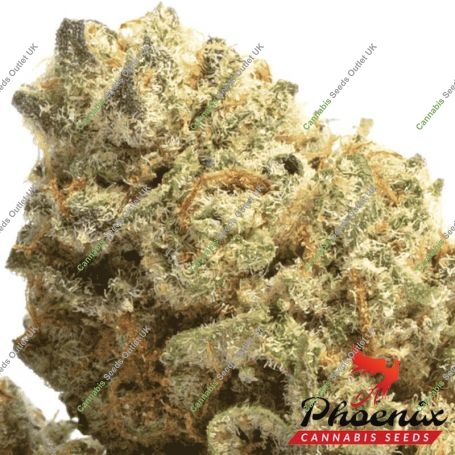Super Kush Feminized Marijuana Strain by Phoenix Seeds For Sale Online at Cannabis Seeds Outlet