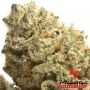 Super Kush Feminized Marijuana Strain by Phoenix Seeds For Sale Online at Cannabis Seeds Outlet