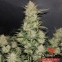 Super Kush Feminized by Phoenix Seeds THC Content Potency Strength CBD Height Yield Flowering Time Indica Sativa Genetics