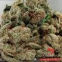 Phoenix Seeds Strong Stuff Smoke Buds Weed Ganja Skunk Dope Pot Images Pics Nuggets