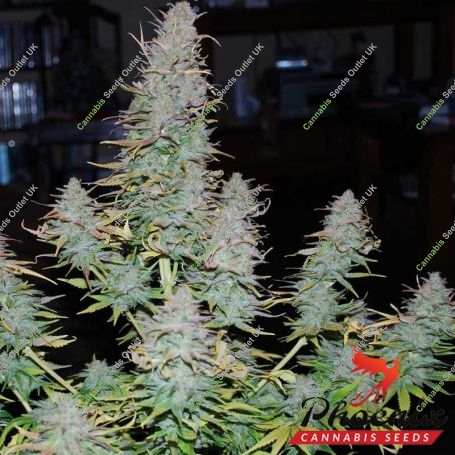 Strong Stuff Feminized Marijuana Strain by Phoenix Seeds For Sale Online at Cannabis Seeds Outlet