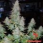 Strong Stuff Feminized Marijuana Strain by Phoenix Seeds For Sale Online at Cannabis Seeds Outlet