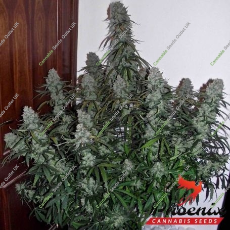 Quick Flowering THC Feminized Marijuana Strain by Phoenix Seeds For Sale Online at Cannabis Seeds Outlet